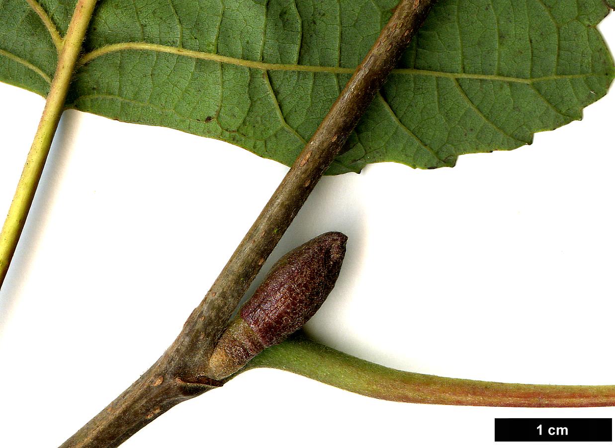 High resolution image: Family: Betulaceae - Genus: Alnus - Taxon: hirsuta - SpeciesSub: subsp. sibirica